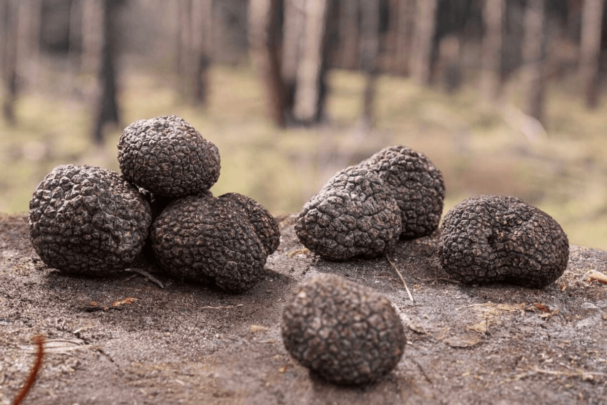 Truffles Unveiled The Natural Antibacterial Power Within Truffle Kings