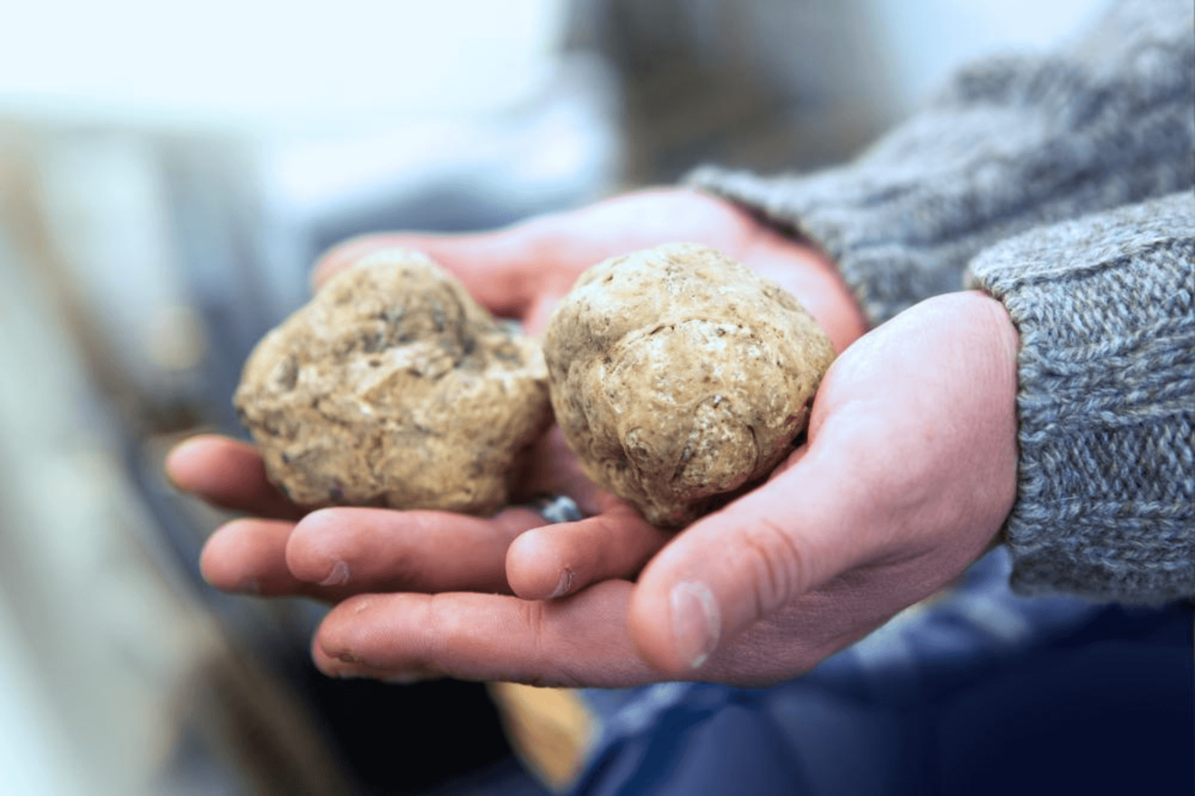 The Hidden Guardian: How Truffles Can Protect Your Liver from Damage