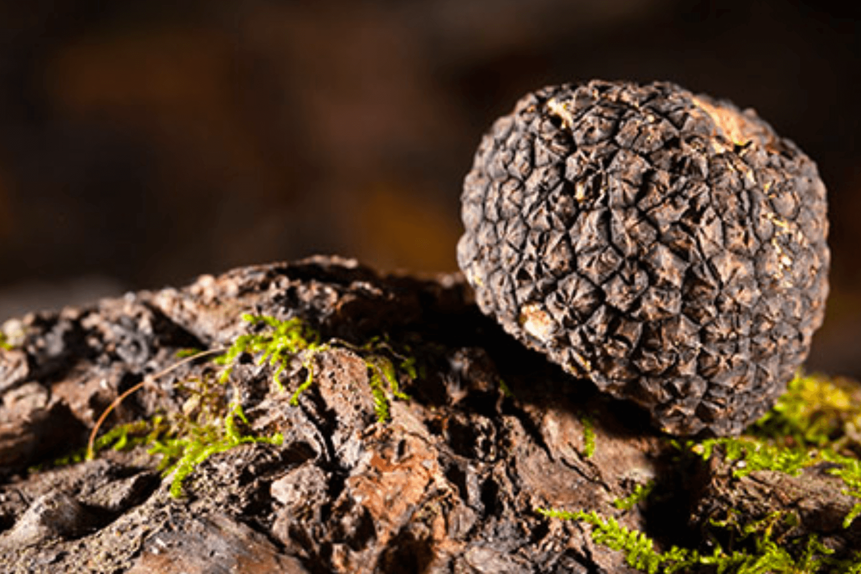 Unveiling the Hidden Gems: The Anti-Inflammatory Properties of Truffles