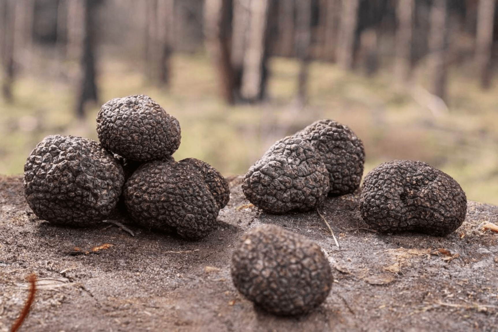Truffles Unveiled: The Natural Antibacterial Power Within