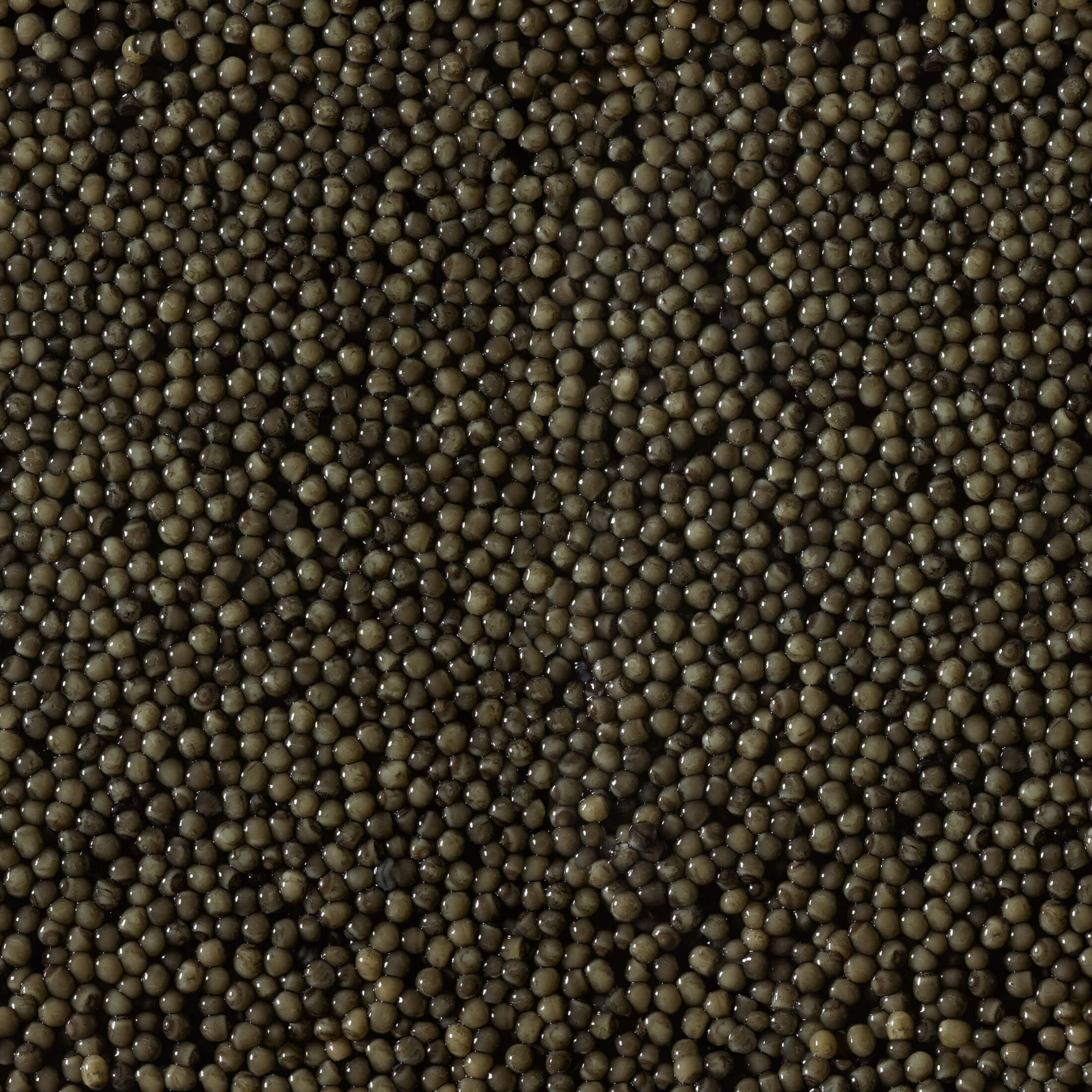 Sturgeon Caviar