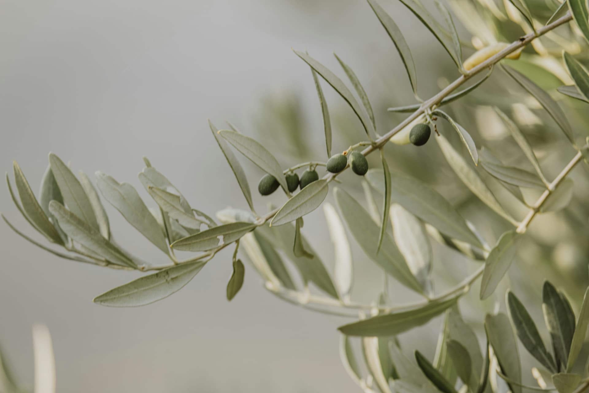 Olive Oil