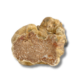 PRECIOUS WHITE TRUFFLE
